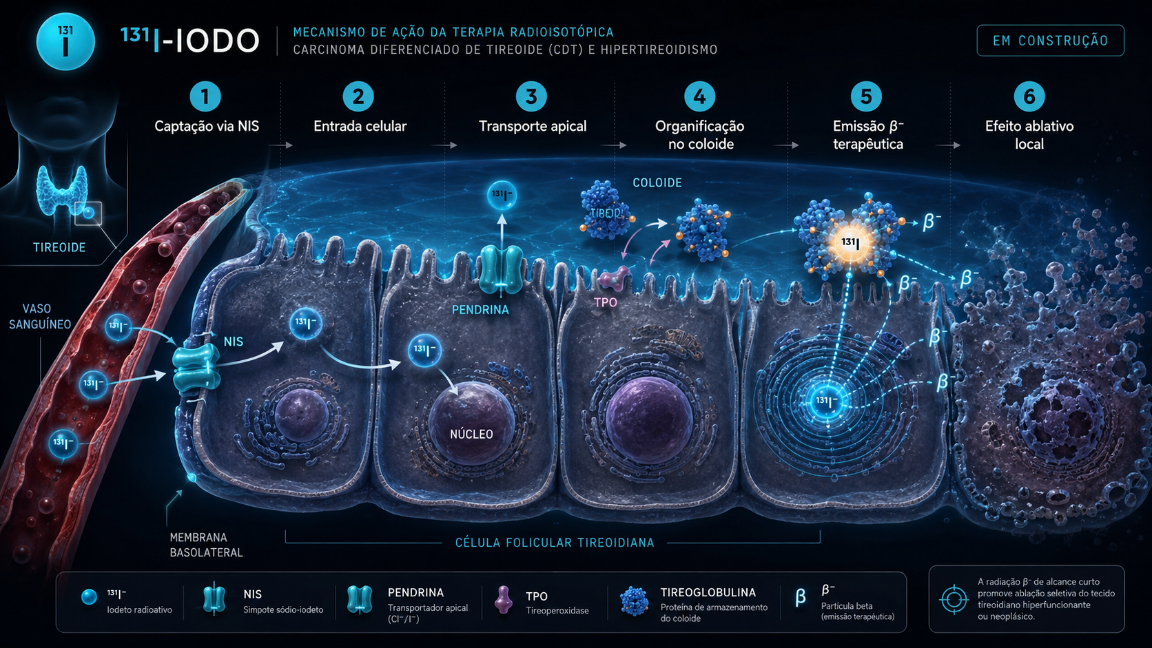 Mecanismo molecular do 131I-Iodeto de sódio — captação pelo NIS, efluxo apical via pendrina, organificação pela TPO na tireoglobulina, retenção, emissão β⁻ com dano ao DNA e emissão γ de 364 keV para imagem
