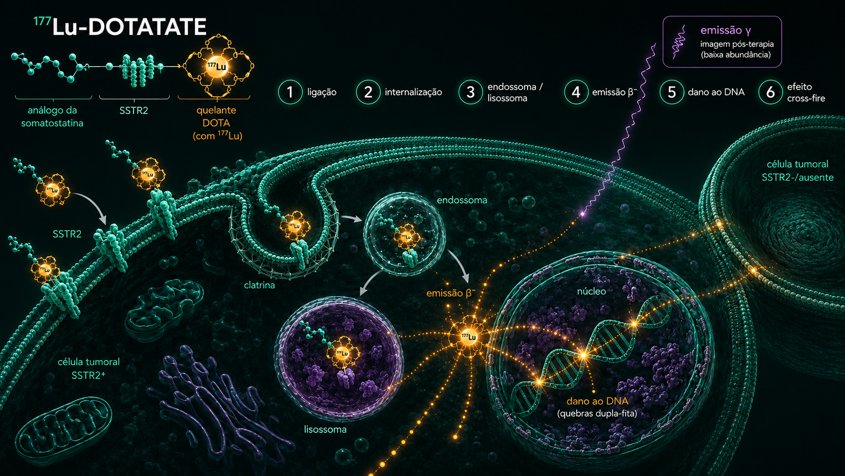 Mecanismo molecular do 177Lu-DOTATATE — ligação ao SSTR2, internalização, retenção endossomo-lisossomal, emissão β⁻, dano ao DNA e efeito cross-fire